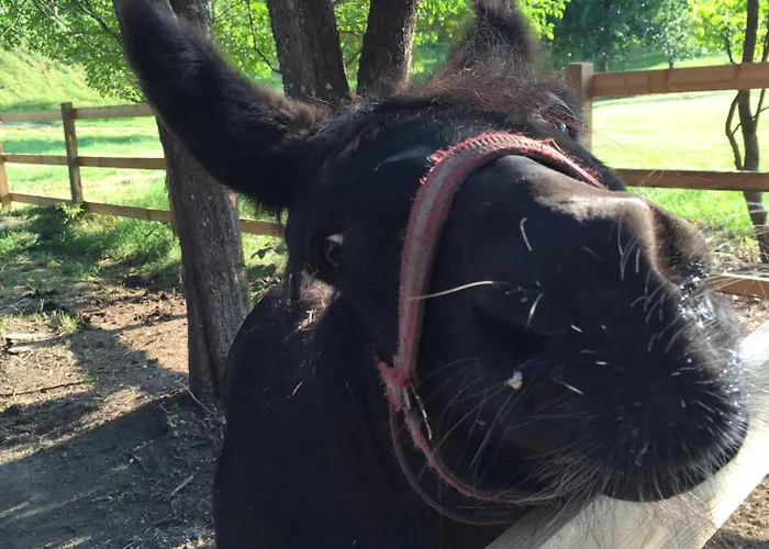 Hermitage Vital Hotel